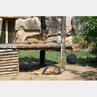 Světový den lvů v Zoo Praha_2026_15